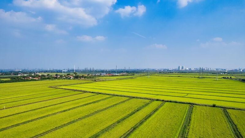 智慧农业种植系统：参数配置的关键要素