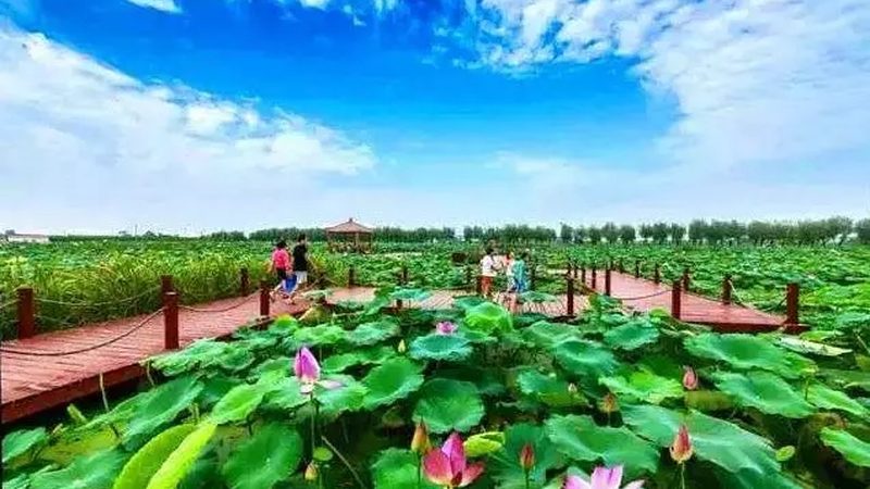 合作社注销费用解析：了解成本构成与影响因素