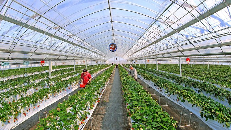 绿色食品标签真伪辨析：揭秘查询方法与技巧