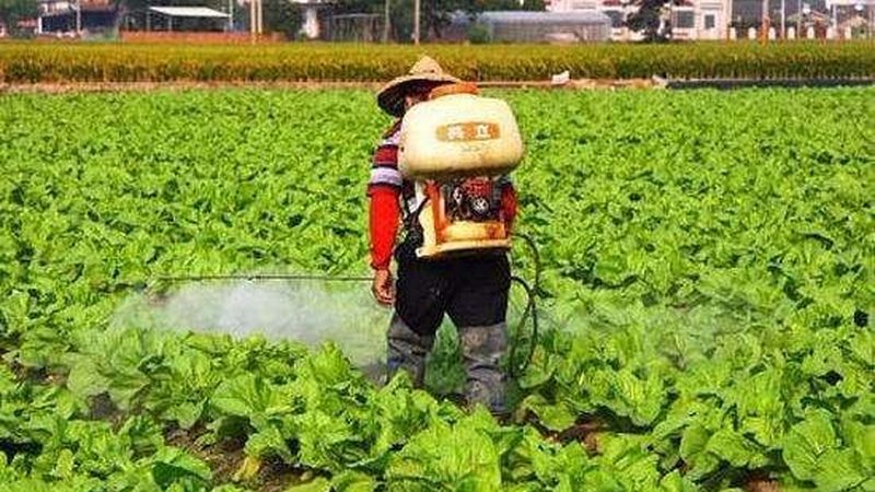 蔬菜大棚种植：技术规范与标准解读